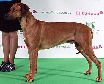 Crufts winner 2011